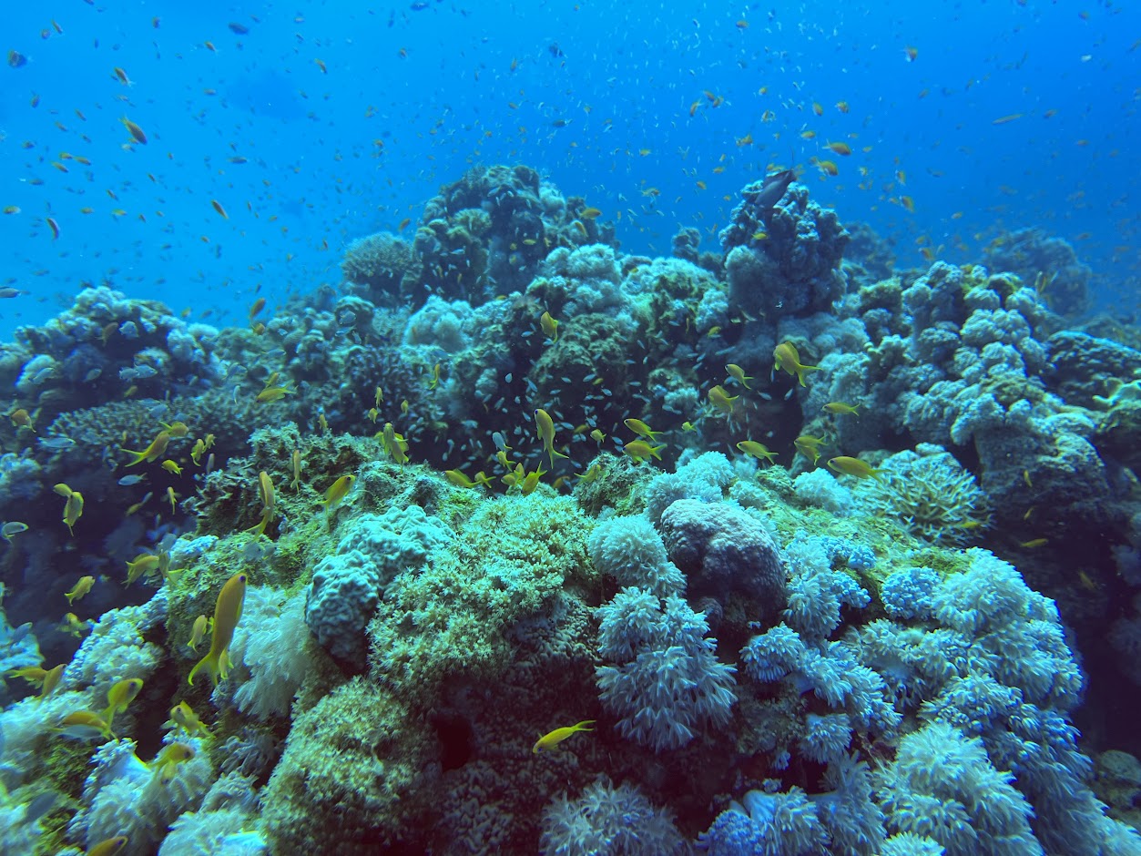 Ga mee op Expeditie Dahab en geniet van een onvergetelijke duikvakantie in de Rode Zee. Verken prachtige koraalriffen en exotisch zeeleven in het zonnige Egypte.