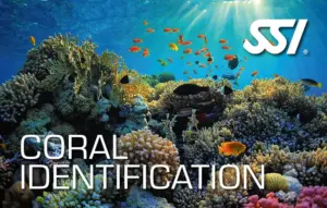 Verdiep je kennis van koraalriffen en schildpadden met de SSI Coral Identification en Turtle Ecology cursussen. Ontdek hoe je het zeeleven kunt herkennen en beschermen met Het Duikhuis.
