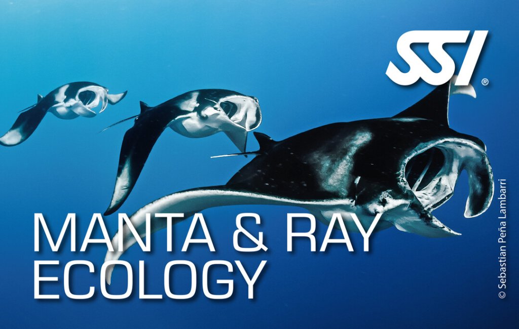 Verken de unieke wereld van manta's en roggen met de SSI Manta & Ray Ecology cursus. Leer over hun gedrag, leefomgeving en het belang van hun bescherming voor het ecosysteem.