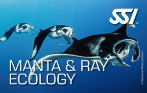 Verken de unieke wereld van manta's en roggen met de SSI Manta & Ray Ecology cursus. Leer over hun gedrag, leefomgeving en het belang van hun bescherming voor het ecosysteem.